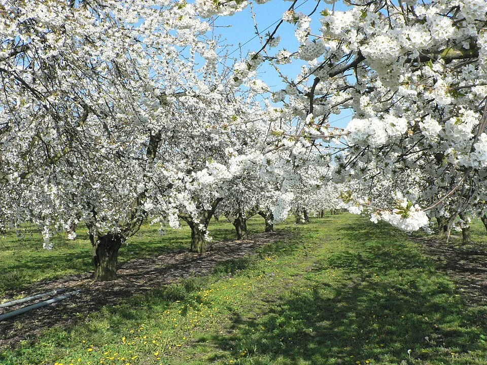 Part Verger 🍇🍎🍐🥭